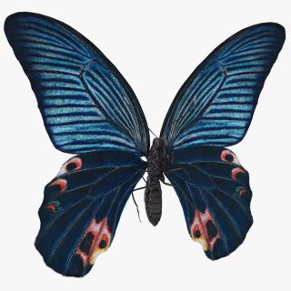 3D Papilio Protenor Butterfly Male