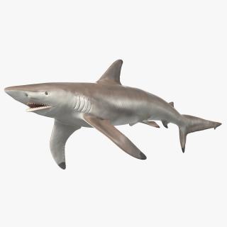 Realistic Spinner Shark Rigged for Cinema 4D 3D model