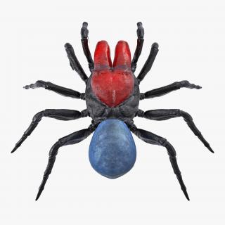 Mouse Spider Rigged 3D model