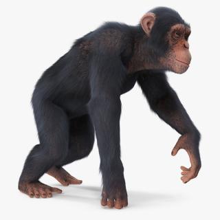 3D Light Chimpanzee Walking Pose Fur model