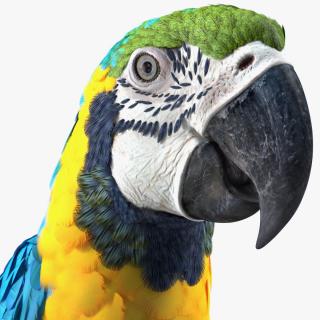 3D model Blue and Yellow Macaw Parrot Rigged