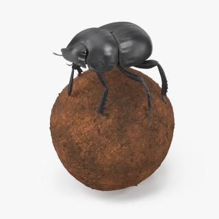 Dung Beetle on Dung Ball 3D model