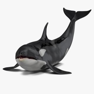 3D model Killer Whale Lies on the Floor