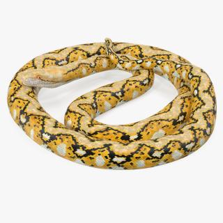 3D Yellow Python Snake Curled pose