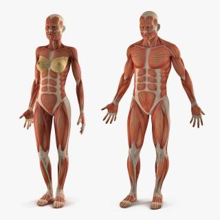 3D model Male and Female Muscular System Anatomy Collection