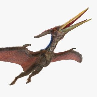 Pteranodon with Fur 3D model