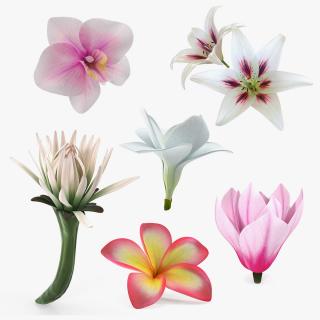 3D model Flowers Collection 9