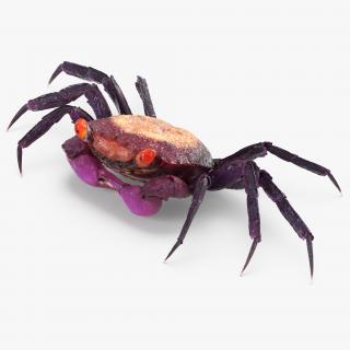 3D model Purple Vampire Crab Geosesarma