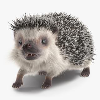 3D model Hedgehog White Fur Rigged