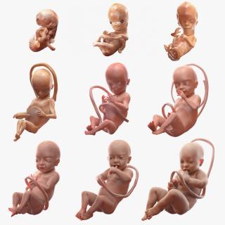 3D Embryos Full Collection model