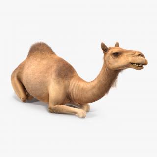 Camel Sitting Pose with Fur 3D