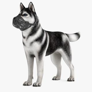 3D Siberian Husky with Muzzle