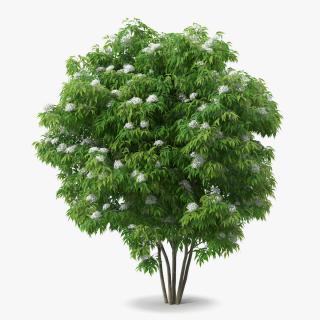 American Elderberry Blooming Shrub 3D model