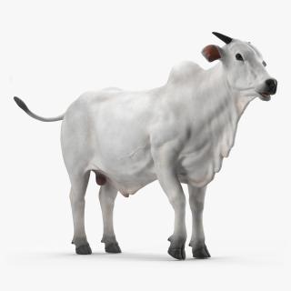 3D model Ongole Cattle Male Rigged