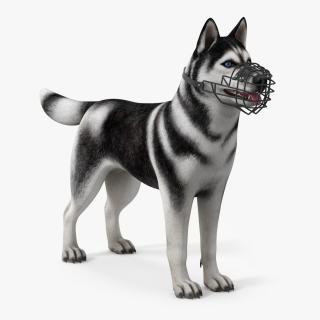 Siberian Husky Black and White with Muzzle 3D