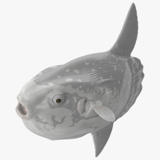 3D model Mola Mola Ocean Sunfish Rigged