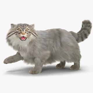 3D Pallas Cat Fur Rigged