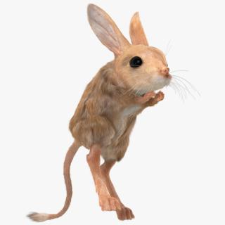 3D Jumping Jerboa Fur model