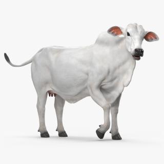 Ongole Cattle Female Rigged 3D