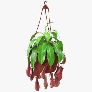 3D model Nepenthes Alata in Hanging Pot