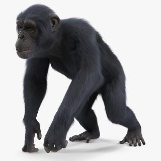 Dark Chimpanzee Walking Pose Fur 3D