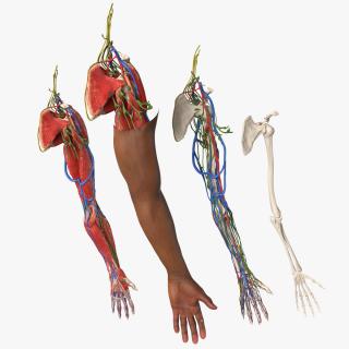 3D model Man Arm Anatomy Realistic