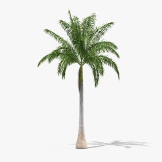 Roystonea Regia Cuban Royal Palm 3D