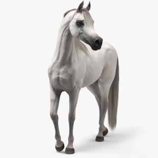 Arabian Horse White Stand Pose Fur 3D model