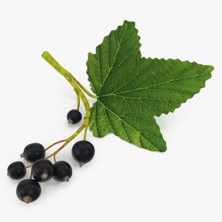 3D model Black Currant Branch