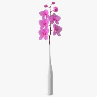 Pink Orchid Stem in Tall Vase 3D model