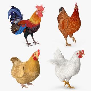 3D Rigged Rooster and Chickens Collection model