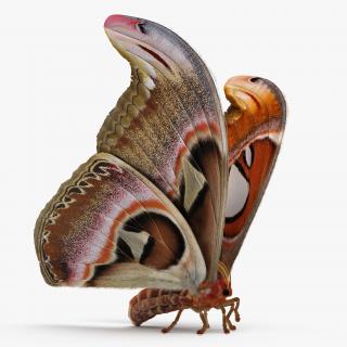 Saturniid Moth Attacus Atlas with Fur 3D