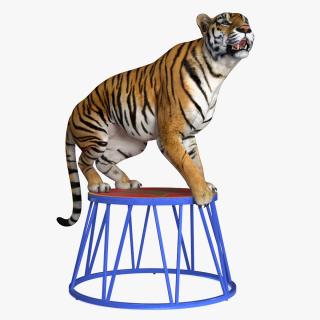 3D Tiger on a Circus Stand model