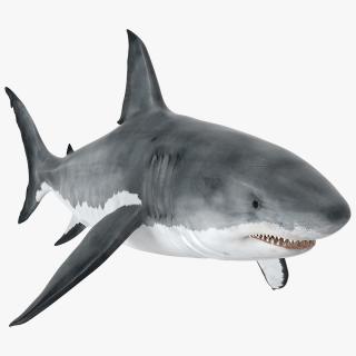 Great White Shark Fish 3D