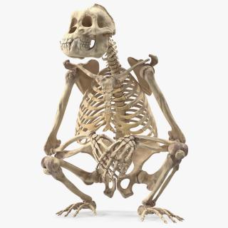 Gorilla Skeleton Sitting 3D model