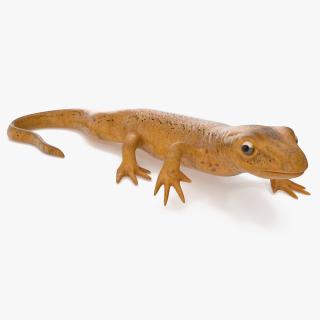 European Newt Crawling Pose 3D