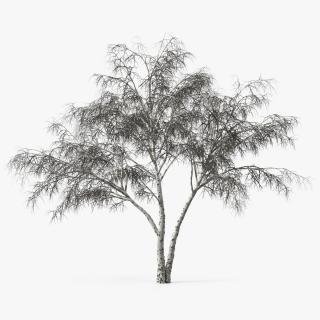 3D Silver Birch Naked Tree model