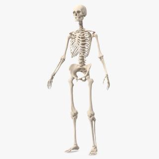 3D Female Anatomy Skeleton model