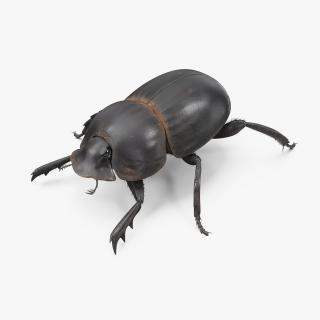 3D Dung Beetle Dirty Fur