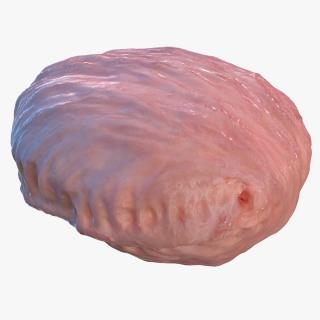 3D Human Bladder model