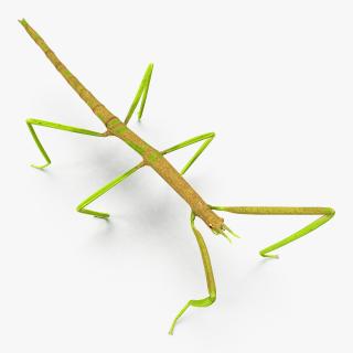 Phasmatodea Stick Insect 3D model