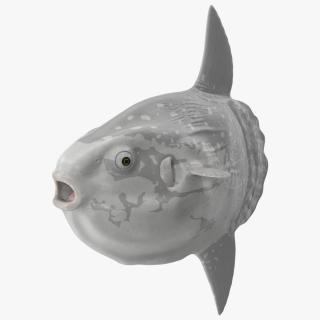 3D Mola Mola Ocean Sunfish model