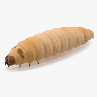 3D model Maggot Fly