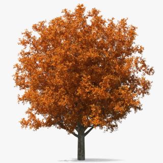 Autumn Oak Tree 4 3D