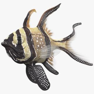 Banggai Cardinalfish Swimming Pose 3D model