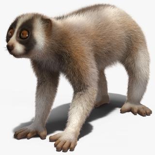 Lemur Bengal Slow Loris Fur 3D