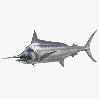 White Marlin Fish 3D