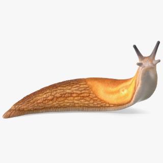 Slug Arion Fuscus Reaching Up 3D model