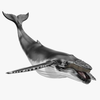 3D Realistic Humpback Whale Rigged