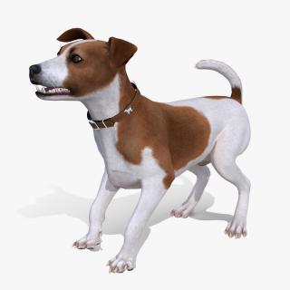 Spotted Jack Russell Terrier Fur Rigged 3D model